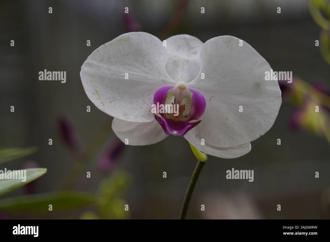 Elegante weiße Phalaenopsis Orchidee mit rosa Mitte, fotografiert in einer botanischen Umgebung Stockfoto