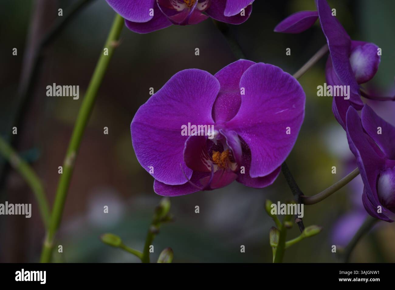 Nahaufnahme einer leuchtend violetten Phalaenopsis-Orchidee in Blüte, aufgenommen in natürlichem Licht Stockfoto