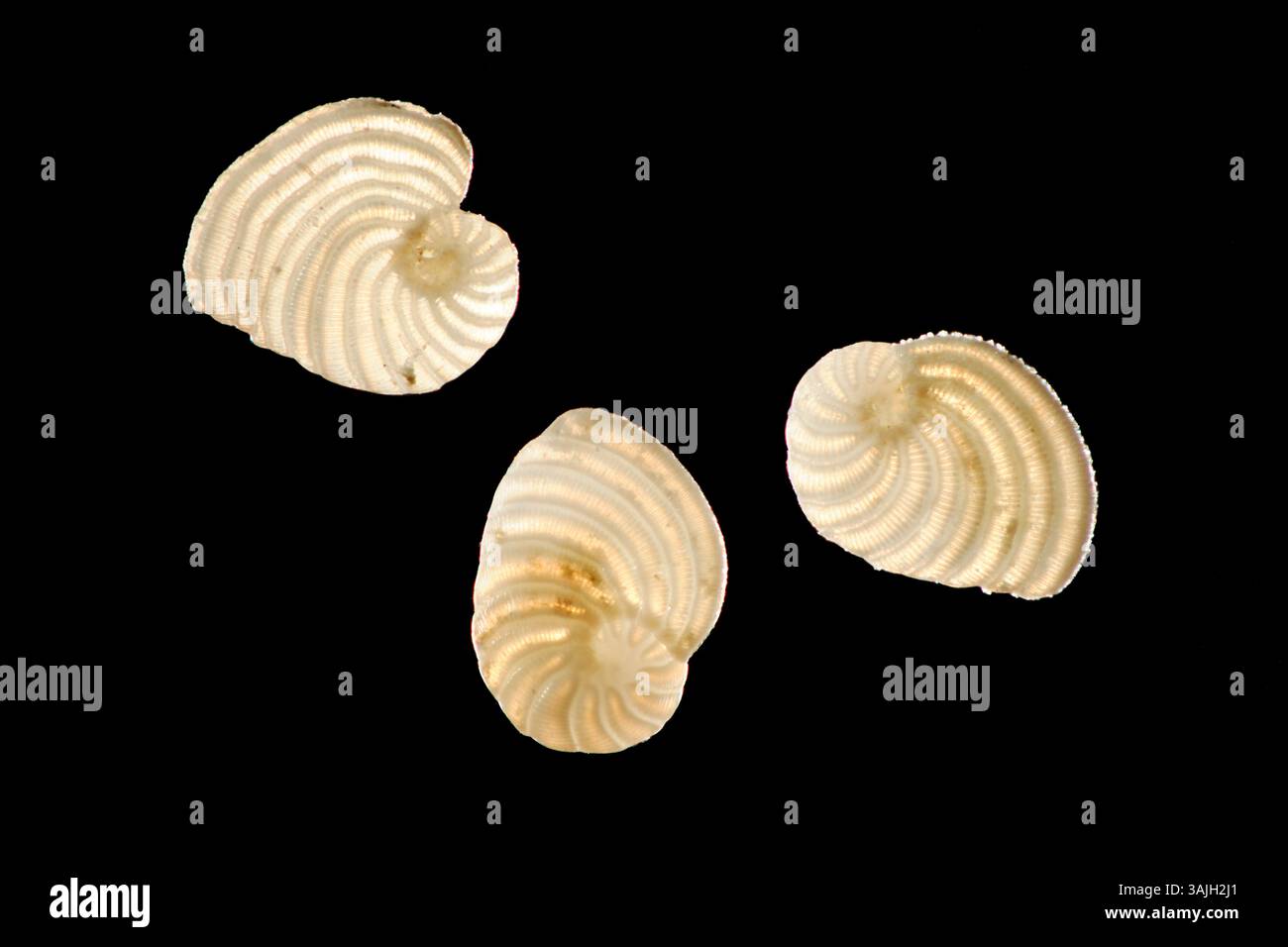 [Digital Focus Stacking] Foraminiferen-Schalen aus Kalksandprobe: Peneroplis planatus. Die Schale (Test) hat zahlreiche Löcher durch diese Stockfoto
