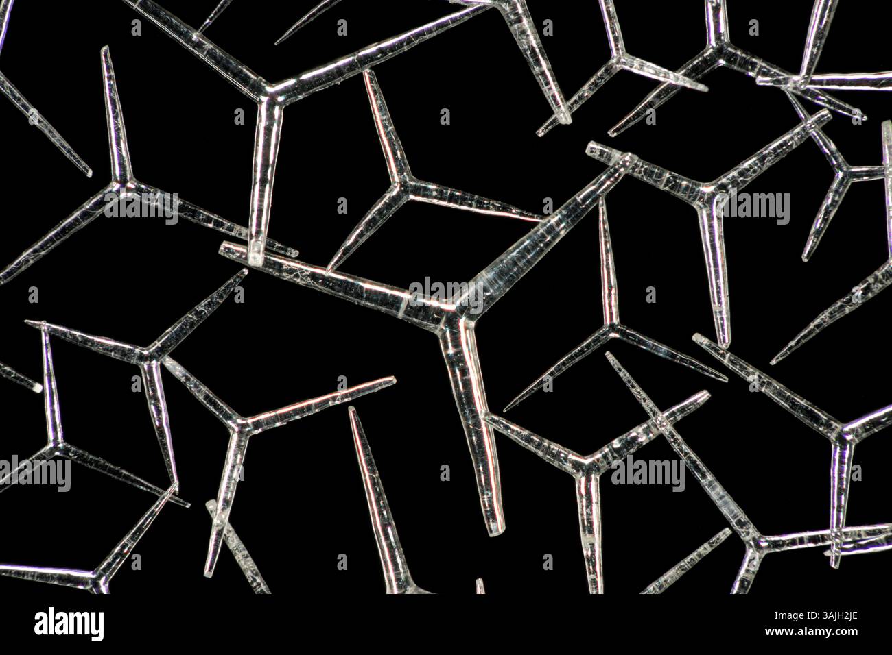[Digital Focus Stacking] Spicules, die einst in Schwämmen stabilisierende und räuberabschreckende Funktionen hatten, können häufig im Sand gefunden werden Stockfoto