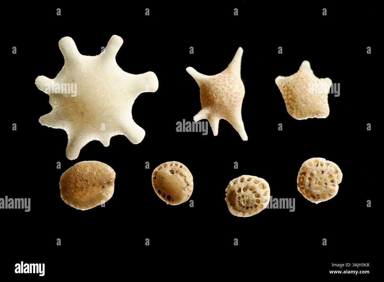 Foraminifera-Schalen aus Kalksandprobe: Calcarina gaudichaudi oben links, Zentrum Baculogypsina sphaerulata. Oben Stockfoto