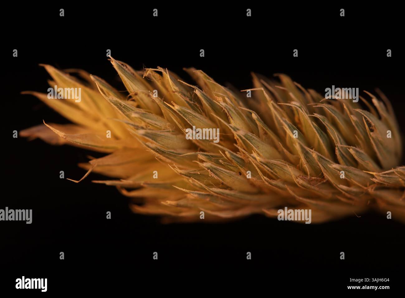 Karl foerster Gras auf schwarzem Hintergrund, Makrofotografie, extreme Nahaufnahme, grüne trockene Pflanzenstruktur in Makro Stockfoto