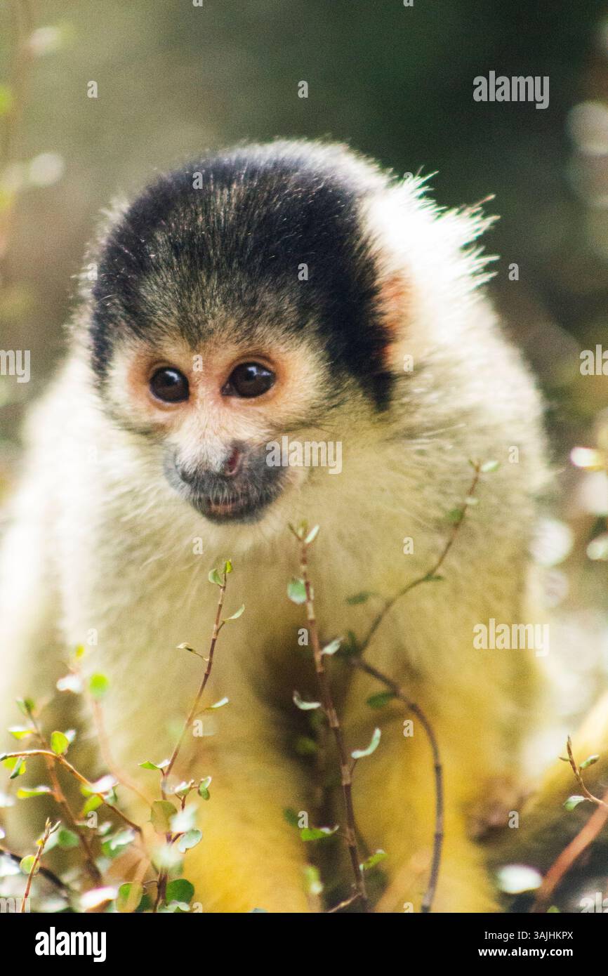 Nahaufnahme eines Affen, der in den Bäumen im Londoner Zoo spielt, London, England, Naturfotografie, Wildtierfotografie, Tierwelt, Affe, Tier, Tiere. Stockfoto