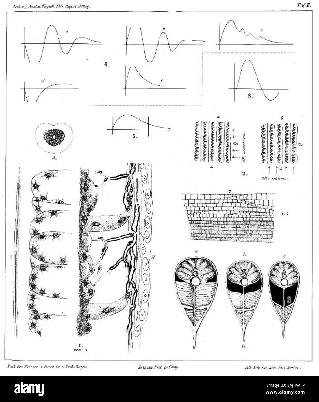 Carl Sachs' Illustration aus dem Jahr 1877 zeigt die Entdeckung des Sachs-Organs im elektrischen Aal, einem wichtigen anatomischen Merkmal, das bei der Erzeugung elektrischer Felder hilft. Stockfoto