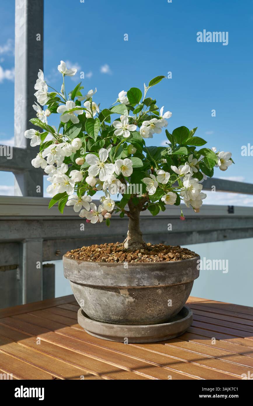 Apfelbaum Bonsai Blossom (Malus Stockfotografie - Alamy
