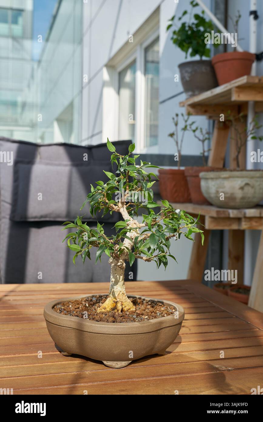 Birkenfeige ficus benjamina -Fotos und -Bildmaterial in hoher Auflsung   Alamy