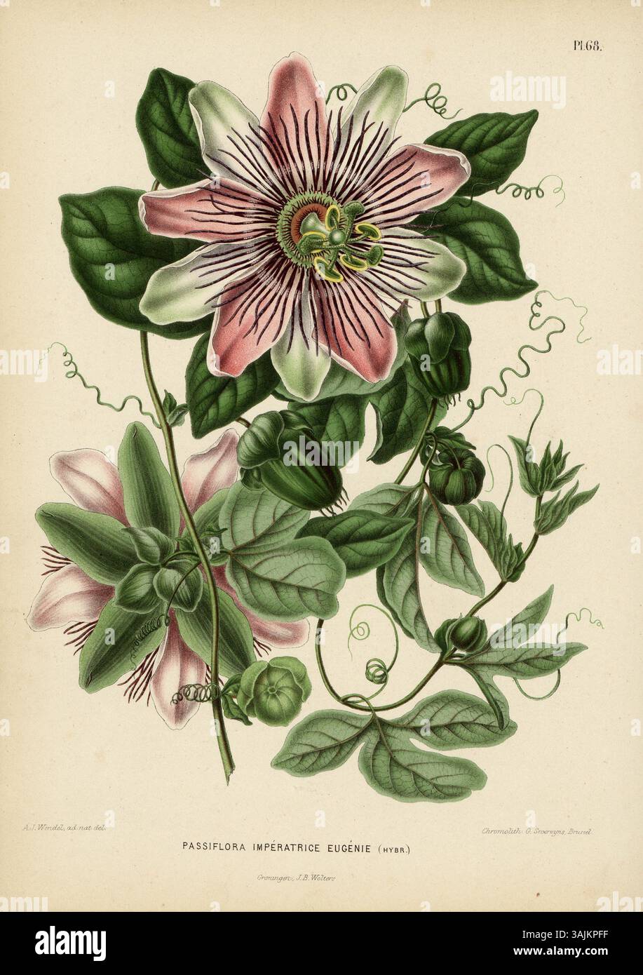 Chromolithographische Illustration der Passiflora Impératrice Eugénie, einer Hybridart aus dem Flora-Buch von 1868, geschaffen von Heinrich Witte und Abraham Jacobus Wendel. Stockfoto