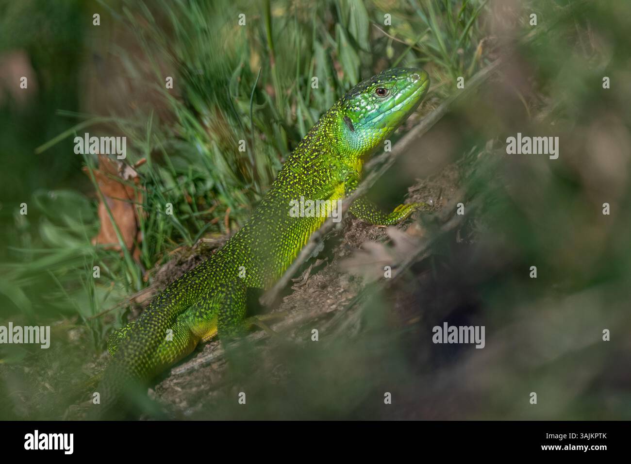 Grüne Eidechse (Lacerta bilineata), die sich im Frühjahr in der Sonne erwärmt. Bas Rhin, Elsass, Frankreich, Europa. Stockfoto