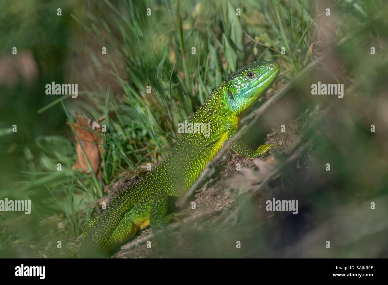 Grüne Eidechse (Lacerta bilineata), die sich im Frühjahr in der Sonne erwärmt. Bas Rhin, Elsass, Frankreich, Europa. Stockfoto