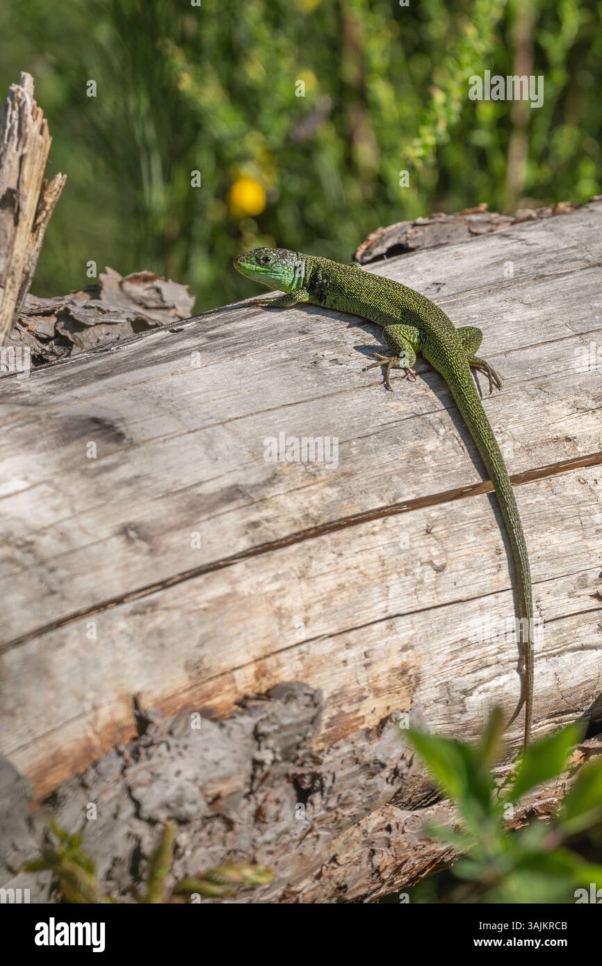 Grüne Eidechse (Lacerta bilineata), die sich im Frühjahr in der Sonne erwärmt. Bas Rhin, Elsass, Frankreich, Europa. Stockfoto