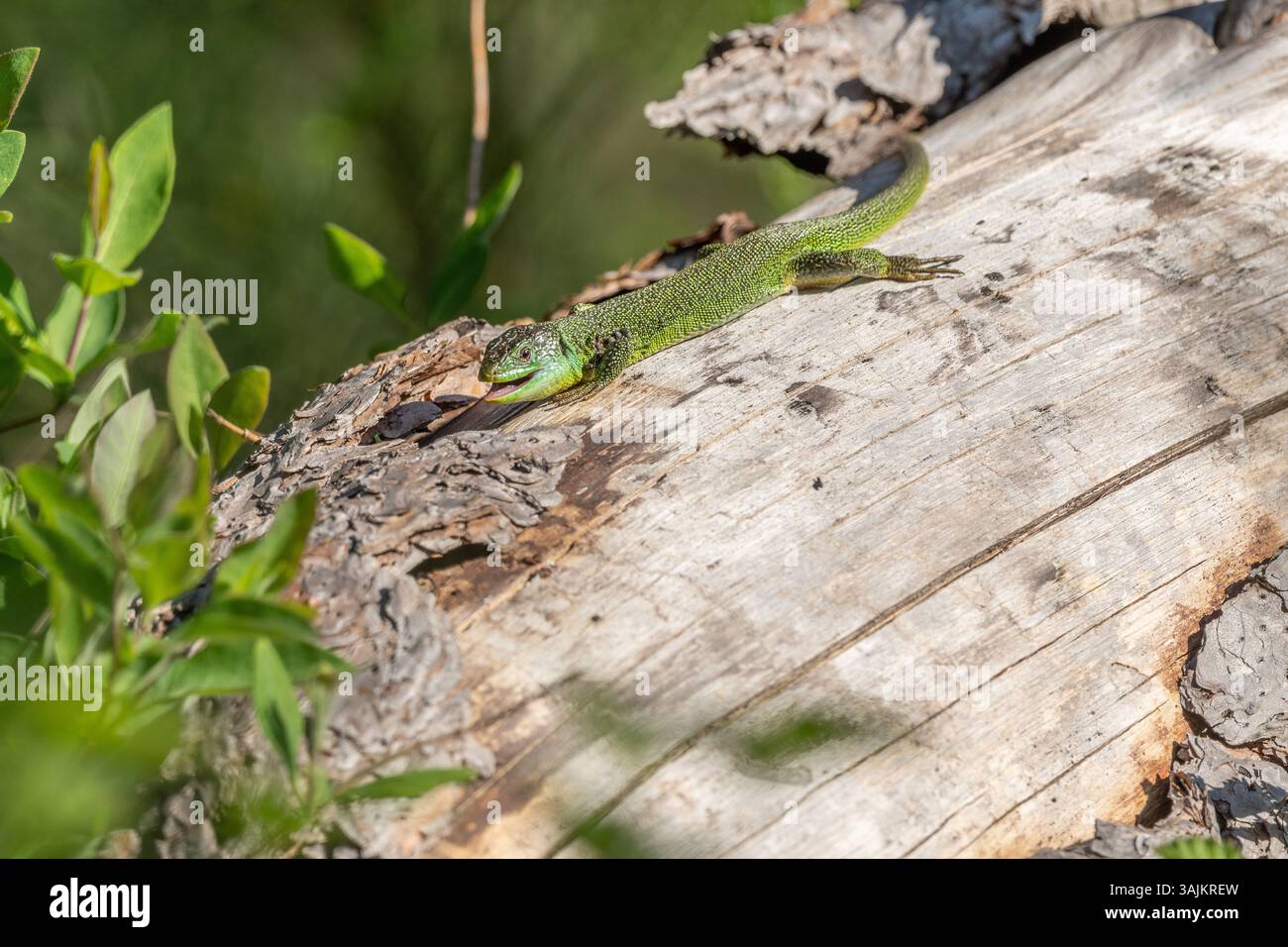 Grüne Eidechse (Lacerta bilineata), die sich im Frühjahr in der Sonne erwärmt. Bas Rhin, Elsass, Frankreich, Europa. Stockfoto