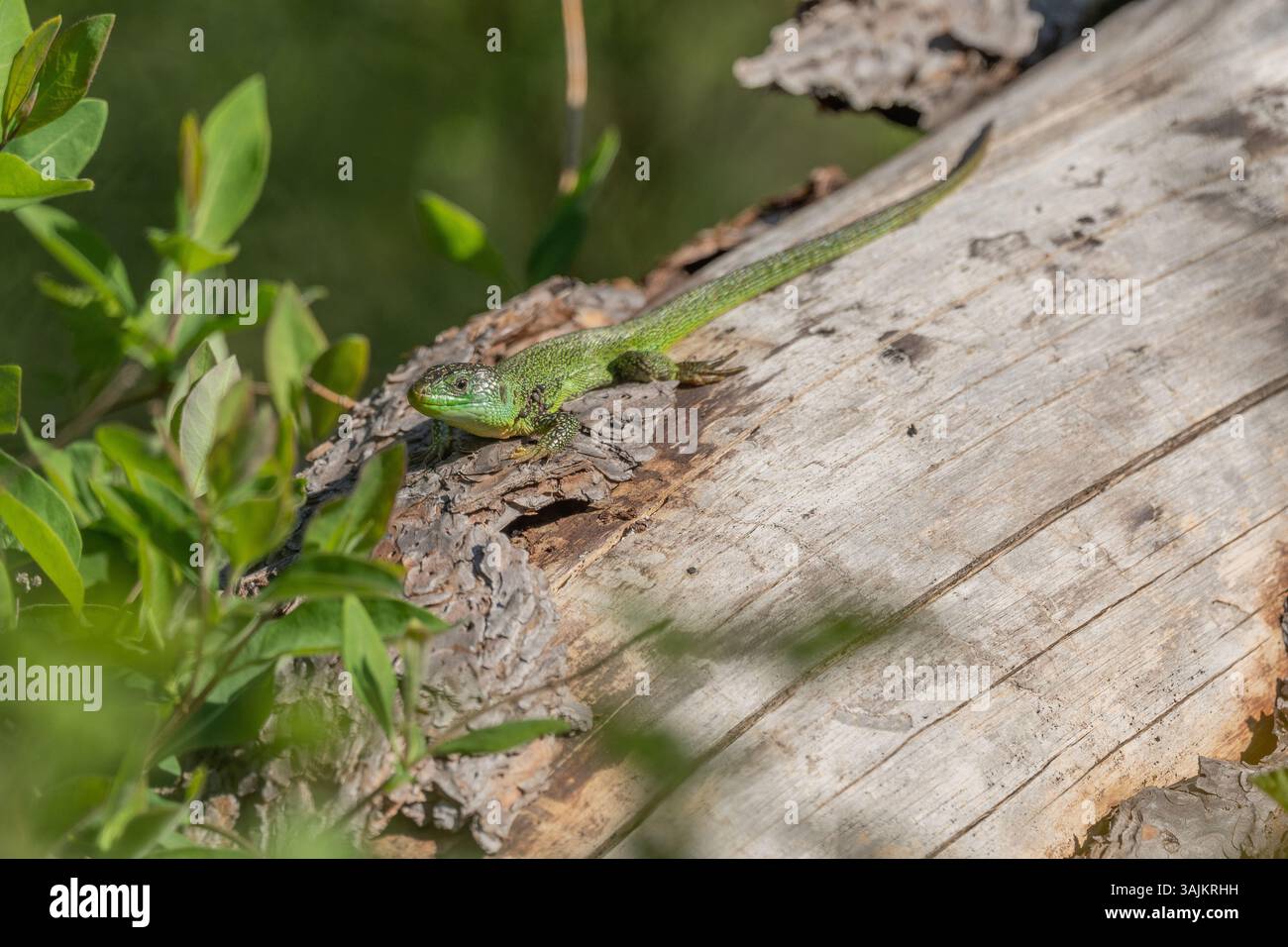 Grüne Eidechse (Lacerta bilineata), die sich im Frühjahr in der Sonne erwärmt. Bas Rhin, Elsass, Frankreich, Europa. Stockfoto