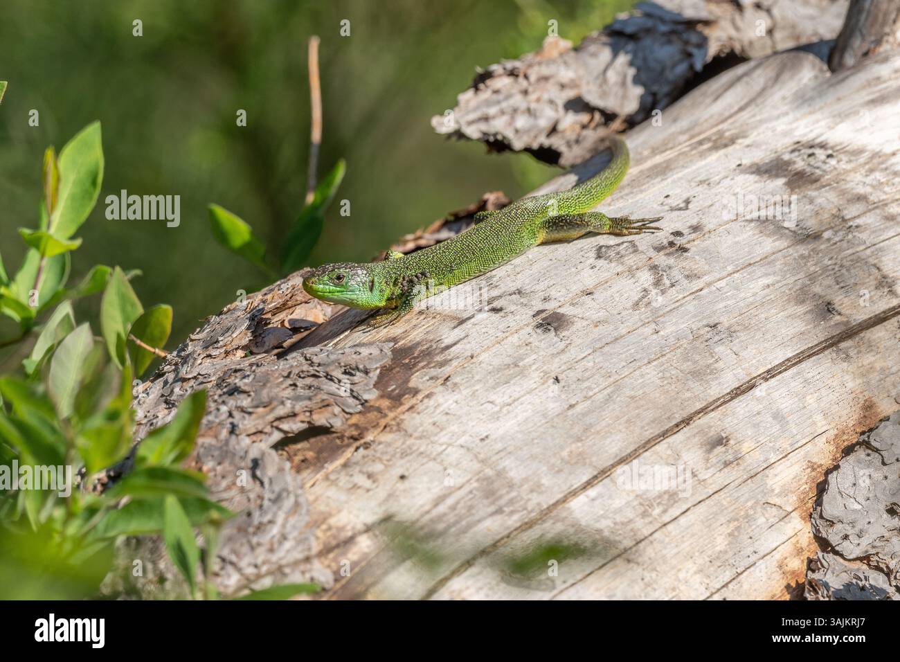 Grüne Eidechse (Lacerta bilineata), die sich im Frühjahr in der Sonne erwärmt. Bas Rhin, Elsass, Frankreich, Europa. Stockfoto