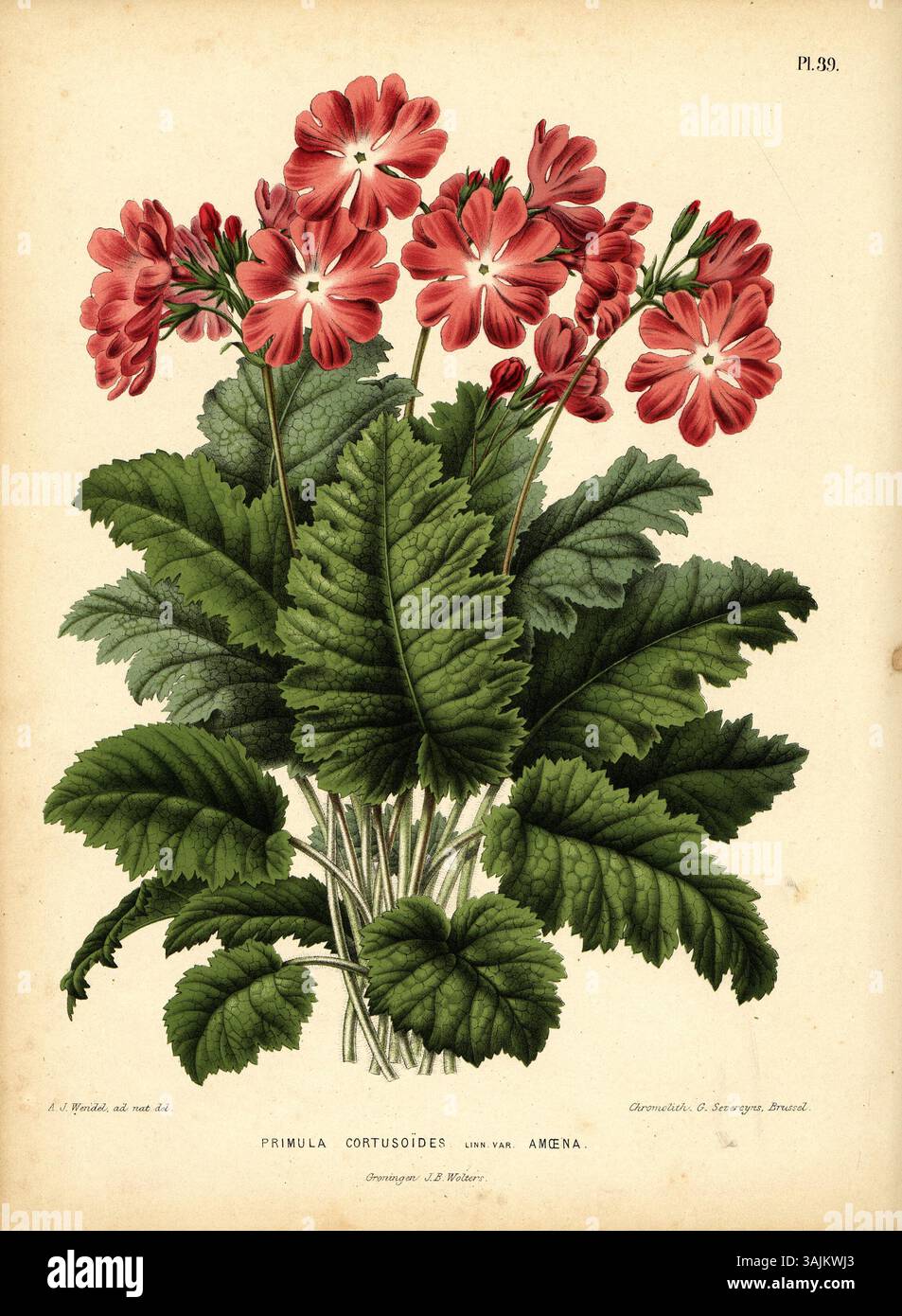 Platte 39 von *Flora* zeigt *Primula cortusoides* var. amoena, eine Variante der Kerzenart, dargestellt in einer detaillierten Chromolithographie von A.J. Wendel. Stockfoto