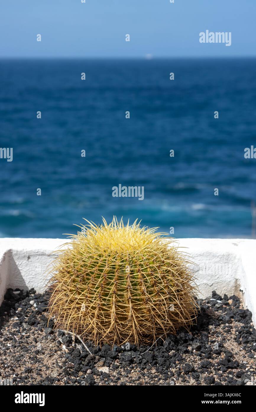 Große Kakteen, die in einem weißen Topf an der Küste des dunklen türkisfarbenen Atlantiks in einem unscharfen Hintergrund wachsen. Blauer Himmel. Galdar, Las Palmas, Gran Canaria, Ca Stockfoto