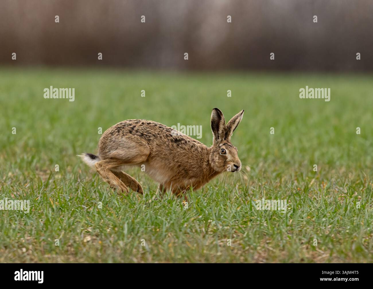 Ein Nahaufnahme eines wilden Braunen Hasen ( Lepus europaeus), der über den Weizen läuft und seine langen Beine und seine flexible Wirbelsäule zeigt. Suffolk, Großbritannien. Stockfoto