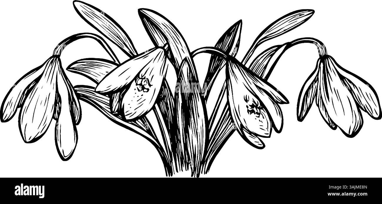Eine detaillierte schwarz-weiße Illustration von Schneeglöckchen, die ihre zarten Blütenblätter und schlanken Blätter in einer natürlichen Gruppe zeigt. Stock Vektor