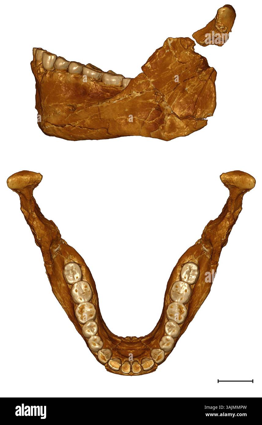 7. Juni 2017 - Jebel Irhoud, Marokko - in einer Reihe von Artikeln, die in Nature veröffentlicht wurden, beschreibt ein internationales Forscherteam 22 menschliche Fossilien aus Nordwesten Marokkos, die etwa 300.000 Jahre alt sind. Nach Angaben der Autoren ist es der früheste Nachweis von Homo sapiens, der jemals entdeckt wurde. Der erste unserer Art. Die virtuelle Paläoanthropologie ist in der Lage, Verzerrungen und Fragmentierungen fossiler Exemplare zu korrigieren. Diese Rekonstruktion des Irhoud 11-Unterkiefers ermöglicht den Vergleich mit archaischen Homininen wie Neandertalen sowie mit frühen Formen anatomisch moderner Menschen. (Kreditbild: Stockfoto