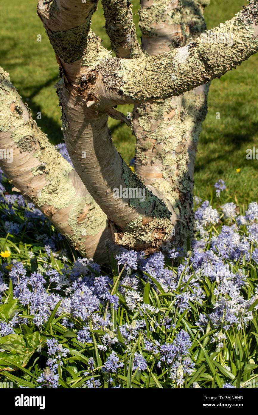 Intimes Pflanzenporträt von Betula Ermanii „Grayswood Hill“ und Lathyrus Vernus „Purple Flowed“ in herrlicher Frühlingssonne, kräftig Stockfoto