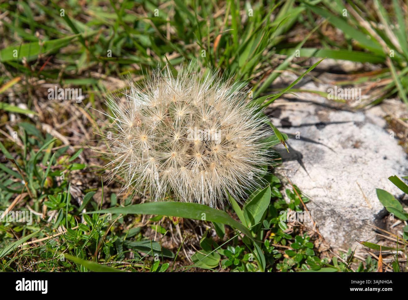 Nahaufnahme eines Löwenzahn-Samens auf Gras in den Bergen Stockfoto