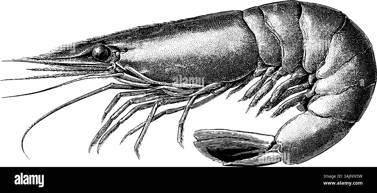 Detaillierte Schwarzweiß-Gravur einer großen Garnele mit komplizierten Linien. Stock Vektor