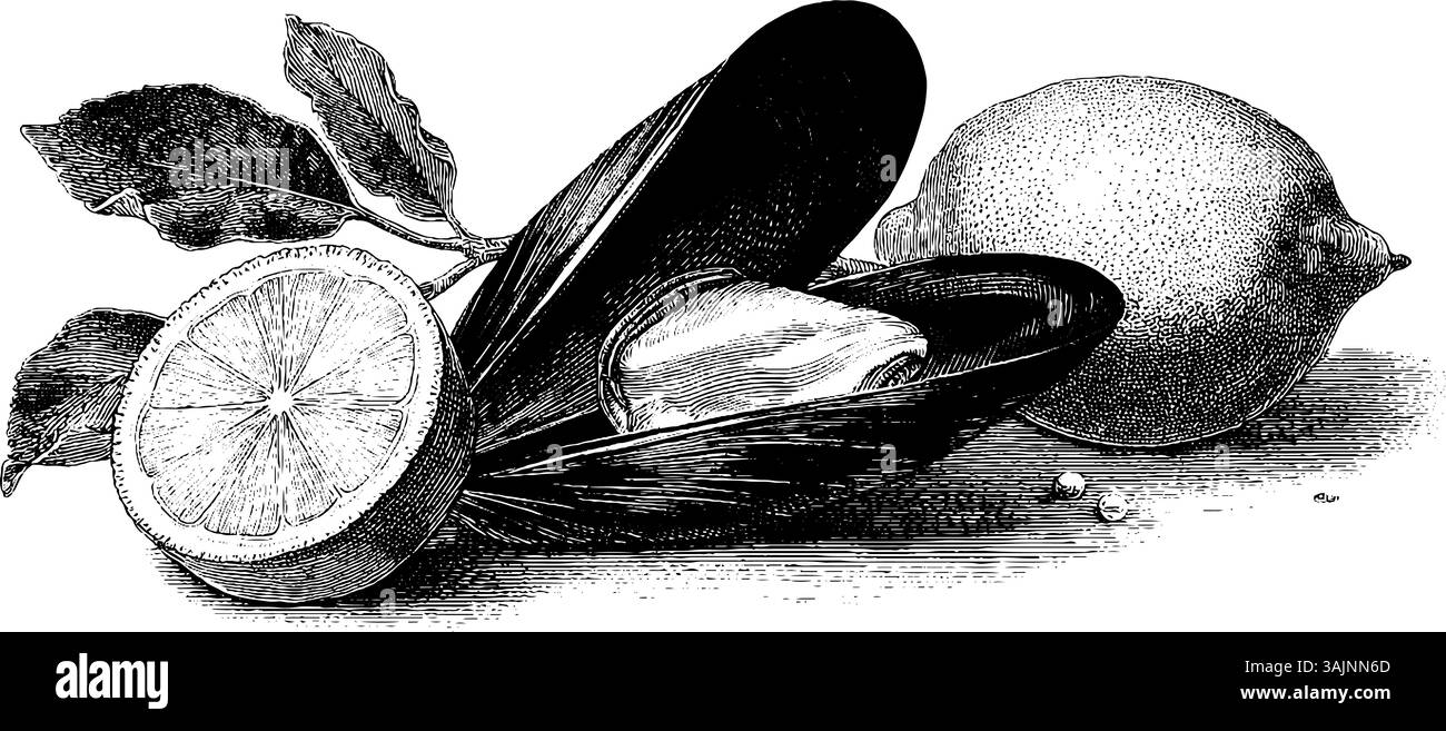 Illustration Vintage Muscheln und Zitronen: Detaillierte Schwarzweiß-Gravur. Stock Vektor
