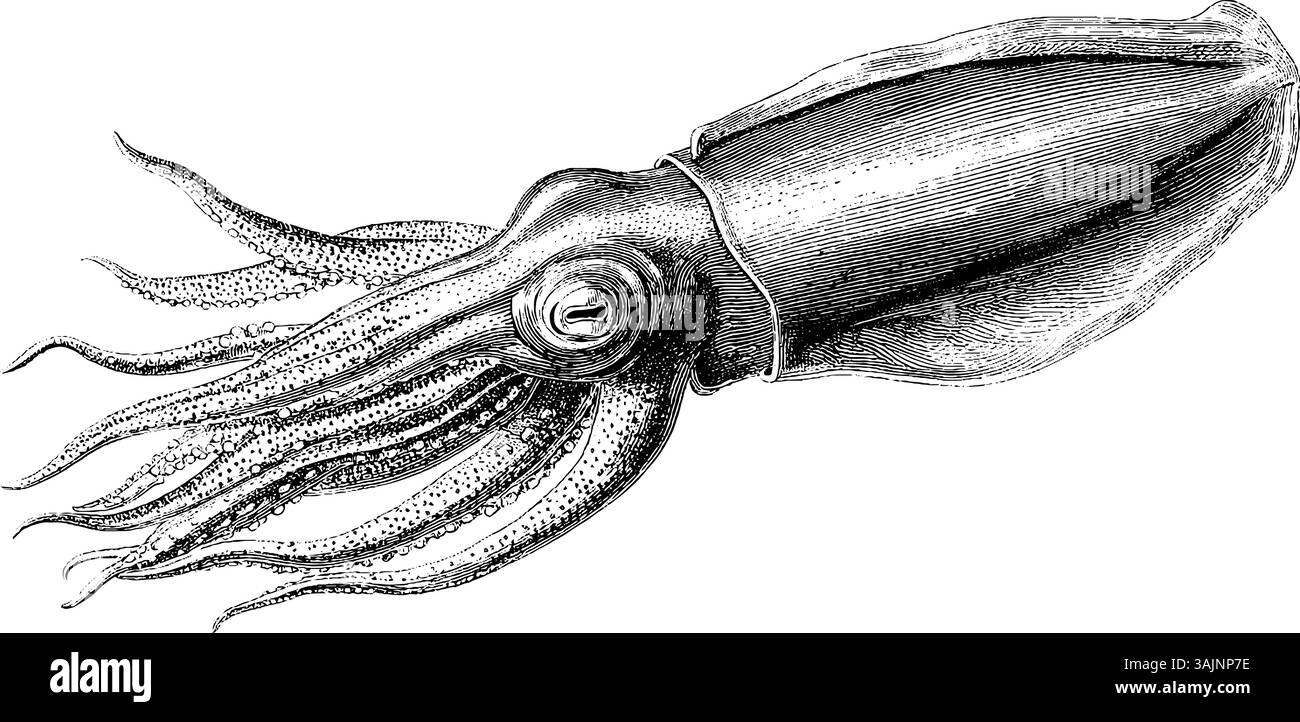 Komplizierte Schwarz-weiß-Gravur einer Tintenfisch-Illustration. Stock Vektor