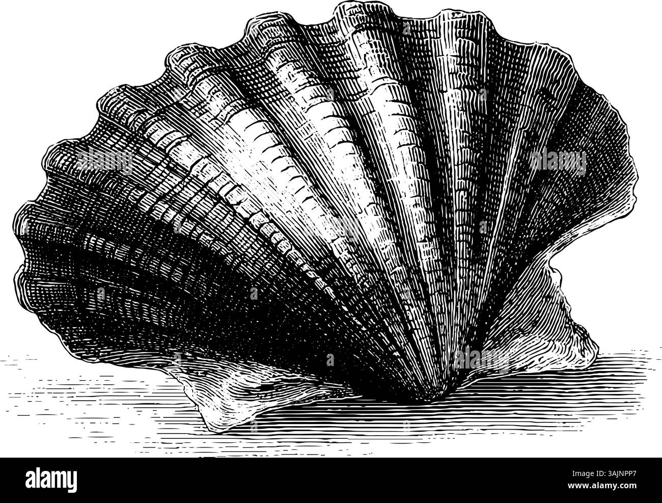 Schwarze und weiße Muschelschalen im Vintage-Stil mit detaillierter Textur. Stock Vektor