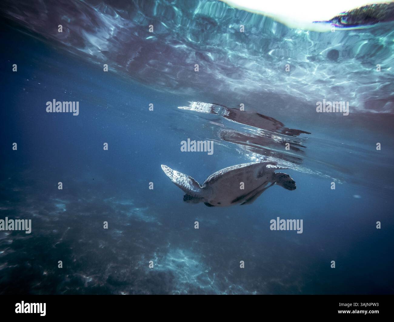 Majestätische Meeresschildkröte gleitet unter Wasser auf den Philippinen, mit lebendiger tropischer Meeresvielfalt und friedlicher ozeanischer Ruhe Stockfoto