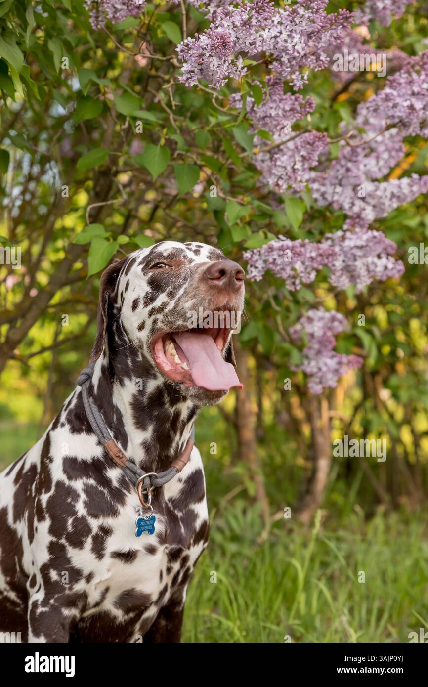 Entzückender Hund, der an einem sonnigen Tag im Frühjahr unter einem blühenden Syringa-Busch sitzt. Porträt eines niedlichen Welpen gegen blühende Fliederbüsche Stockfoto