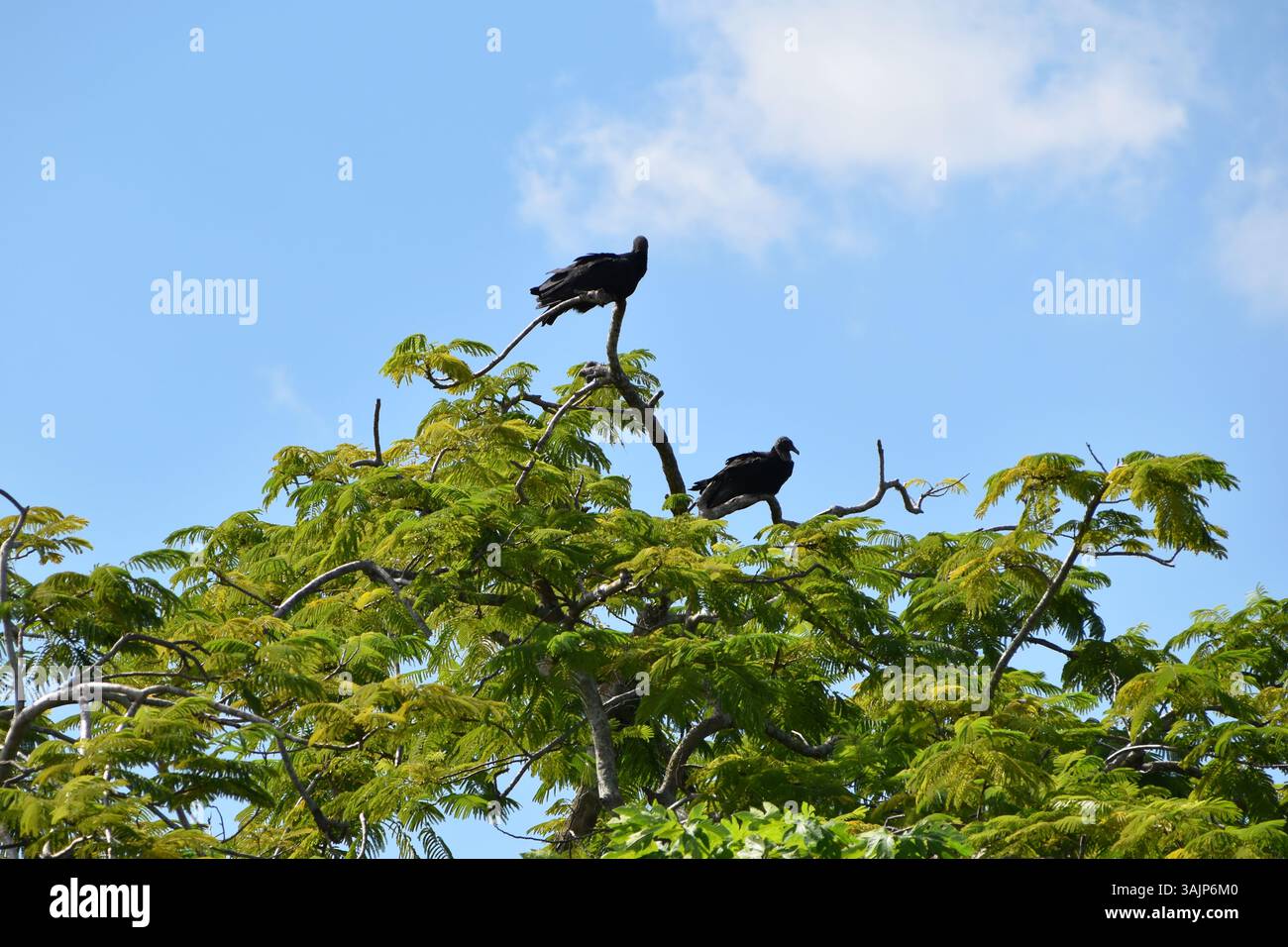 Der Nationalpark Everglades Wildtiere, seltene Vögel in natürlicher Umgebung Stockfoto
