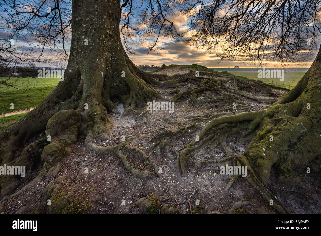 Freiliegende Baumwurzeln von Buchen an einem Ufer der Henge am Avebury Stone Circle, Wiltshire, Großbritannien Stockfoto