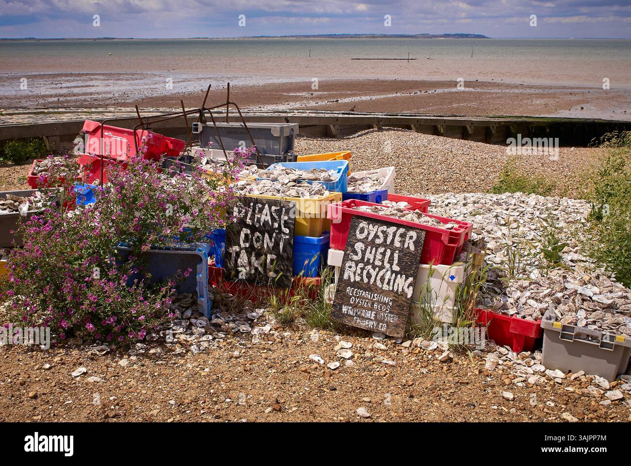 Entsorgte Austernschalen zum Recycling, in Whitstable, Kent UK Stockfoto
