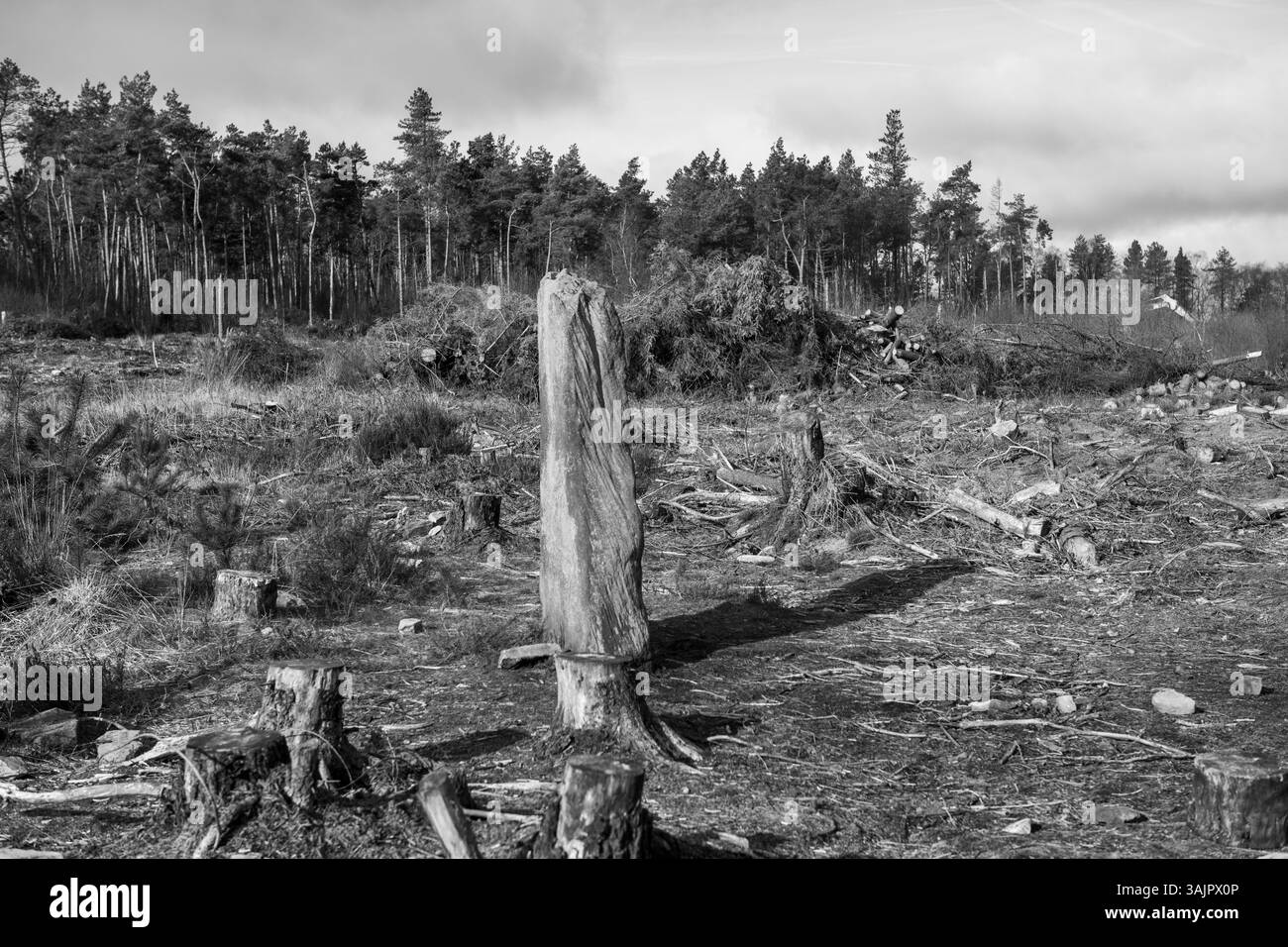 Ein großer Baumstumpf ist mitten in einem Wald. Der Stumpf ist von Bäumen umgeben und der Himmel ist bewölkt Stockfoto