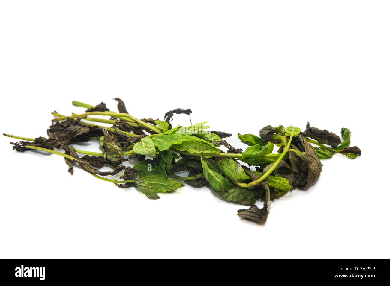 Verrottete Minzblätter auf weißem, isoliertem Hintergrund Stockfoto