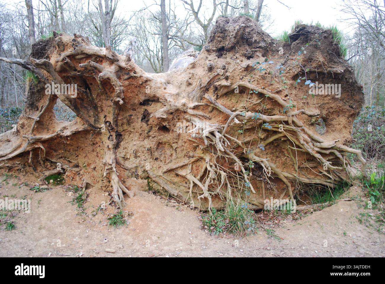 Umgedrehter Baum im Savernake Forest, Marlborough, Wiltshire Stockfoto