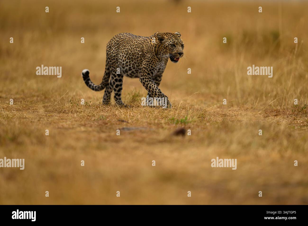 Der Leopard, bekannt als Falau, geht über die Savanne, Masai Mara, Kenia Stockfoto