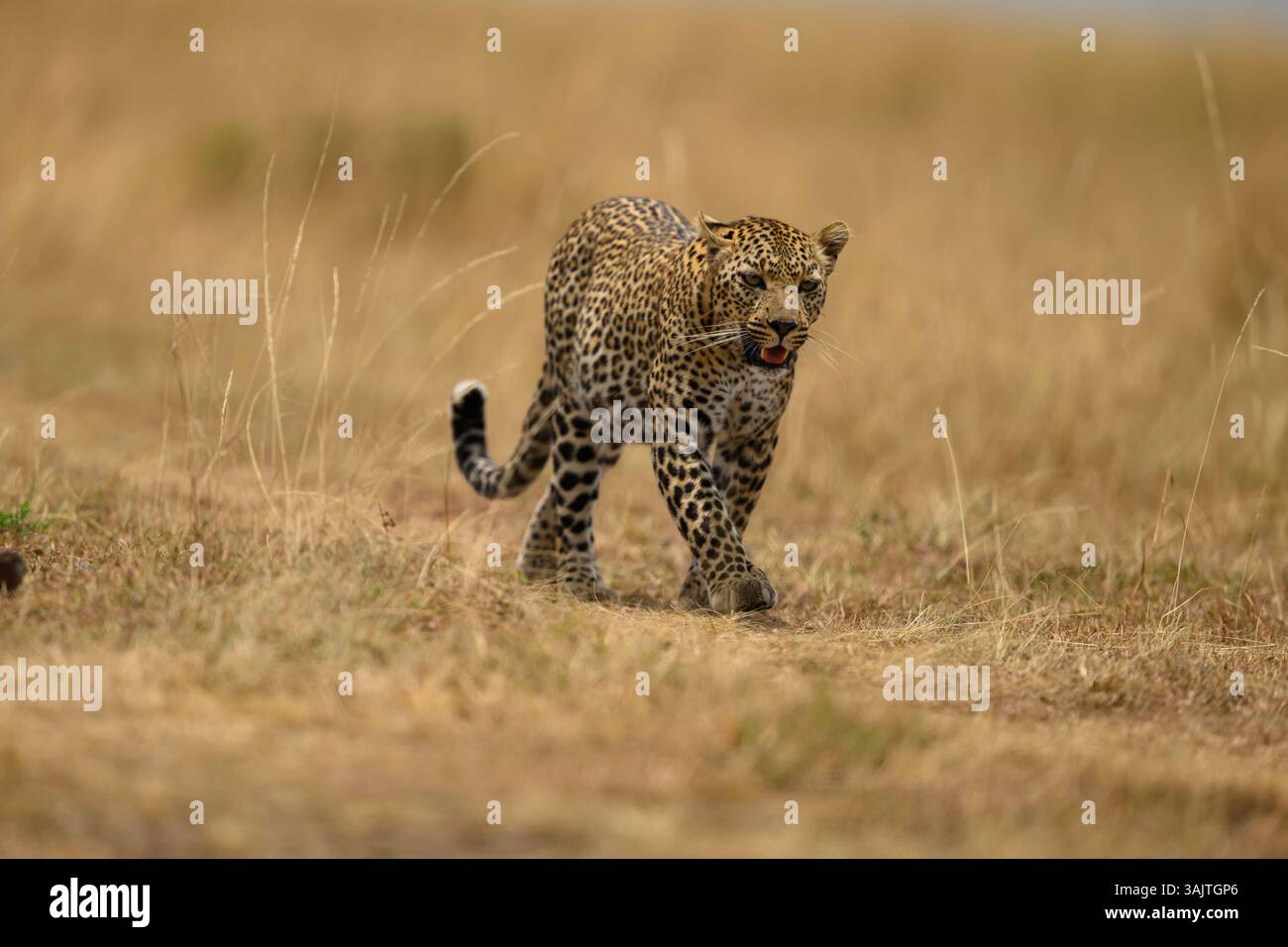 Der Leopard, bekannt als Falau, geht über die Savanne, Masai Mara, Kenia Stockfoto