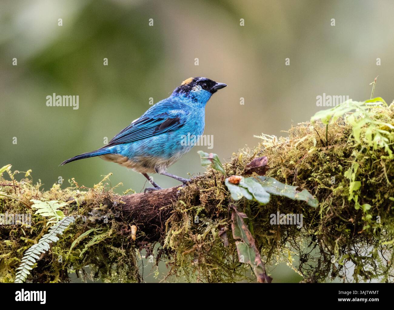 Nahaufnahme eines Tanagers mit goldener Nappenlänge, der auf einer Zweigstelle in der Nähe von Mindo in der Provinz Pichincha, Ecuador, thront. Auch in Kolumbien und Bolivien gefunden. Stockfoto