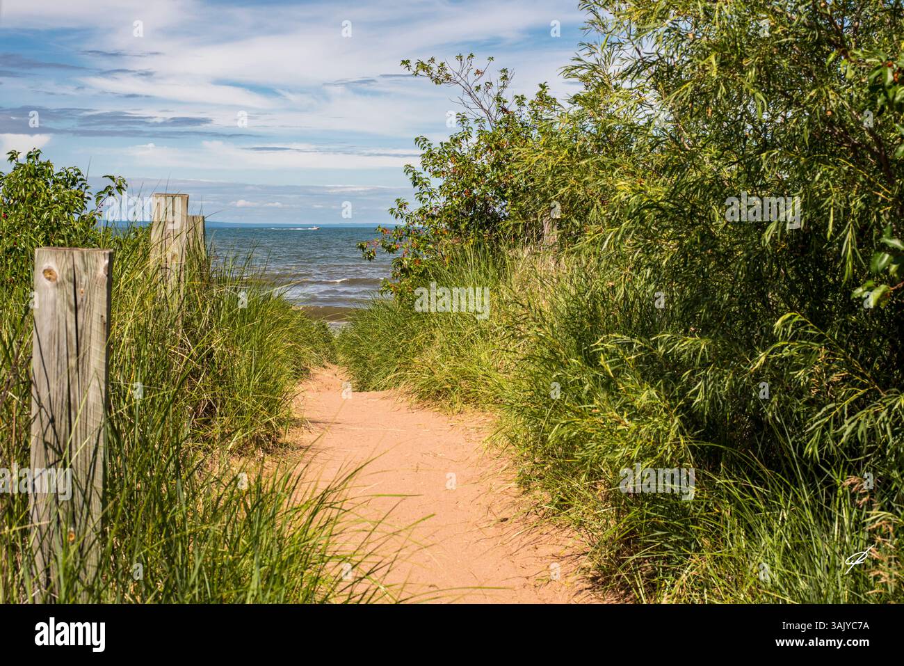 Ruhiger Weg, der zu einem malerischen Strand inmitten von Grün führt Stockfoto