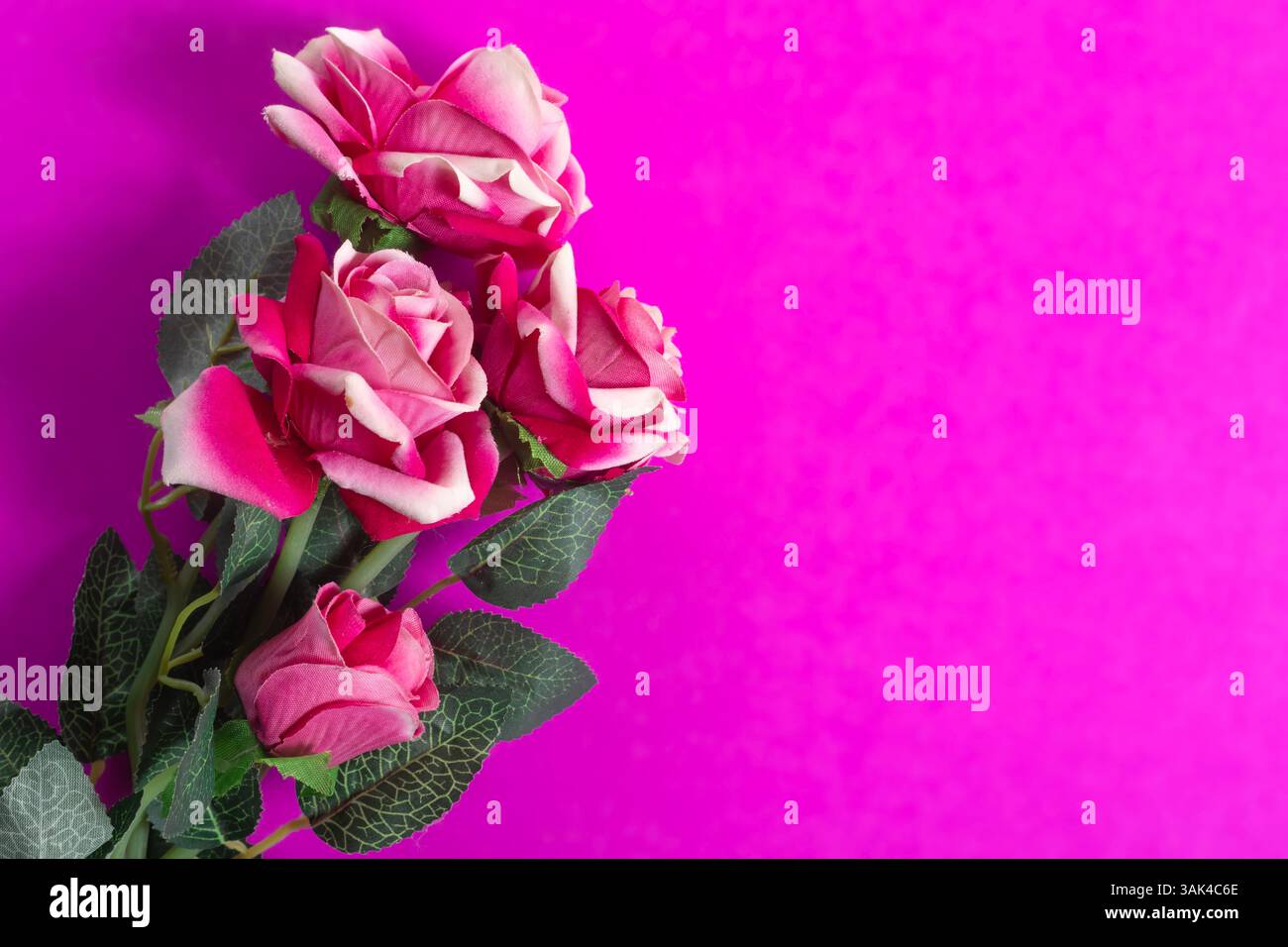 Ein leuchtender Blumenstrauß rosa Rosen vor einem leuchtenden magentafarbenen Hintergrund weckt Gefühle von Romantik, Liebe und Schönheit. Stockfoto