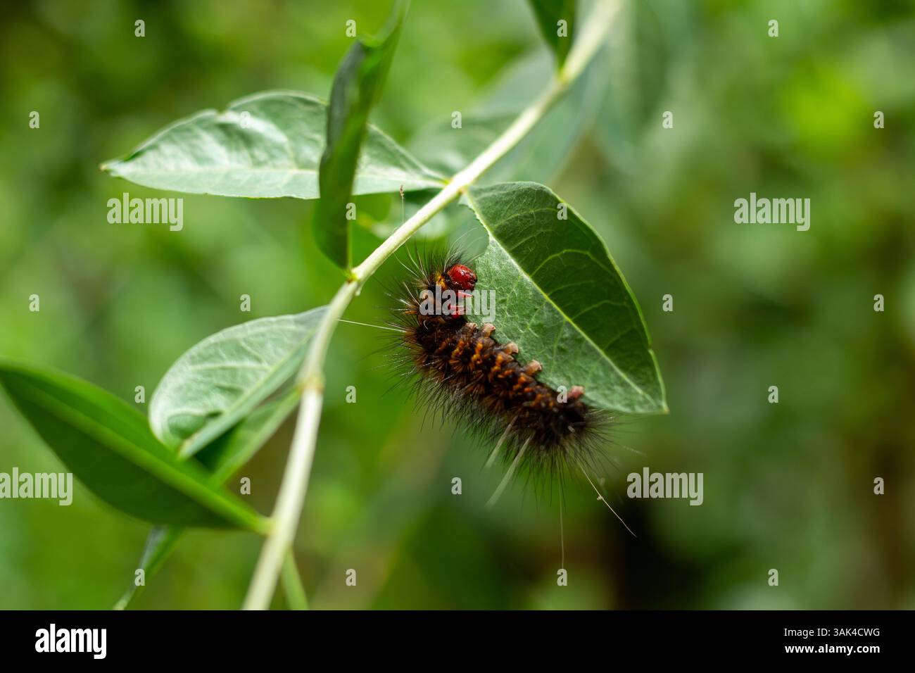 Cover-Foto des landwirtschaftlichen Konzepts, das eine caterpillar auf einem grünen Blatt zeigt Stockfoto