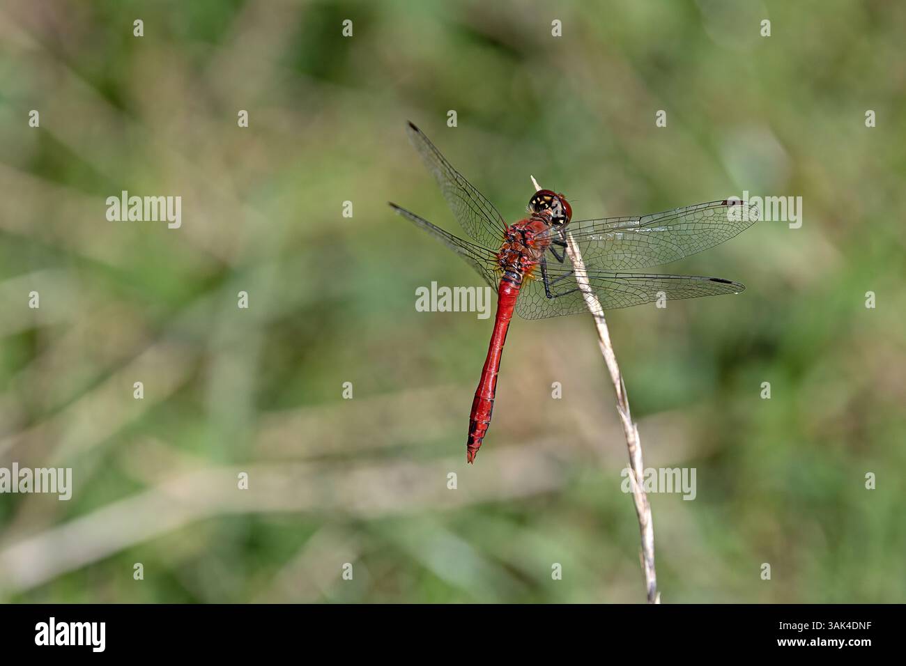 Ein roter Pfeiler (Sympetrum sanguineum), der auf einem trockenen Grasblatt ruht Stockfoto