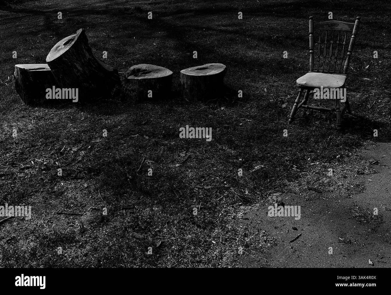Schicksal der Bäume: Stumme Zeugen im Park Stockfoto