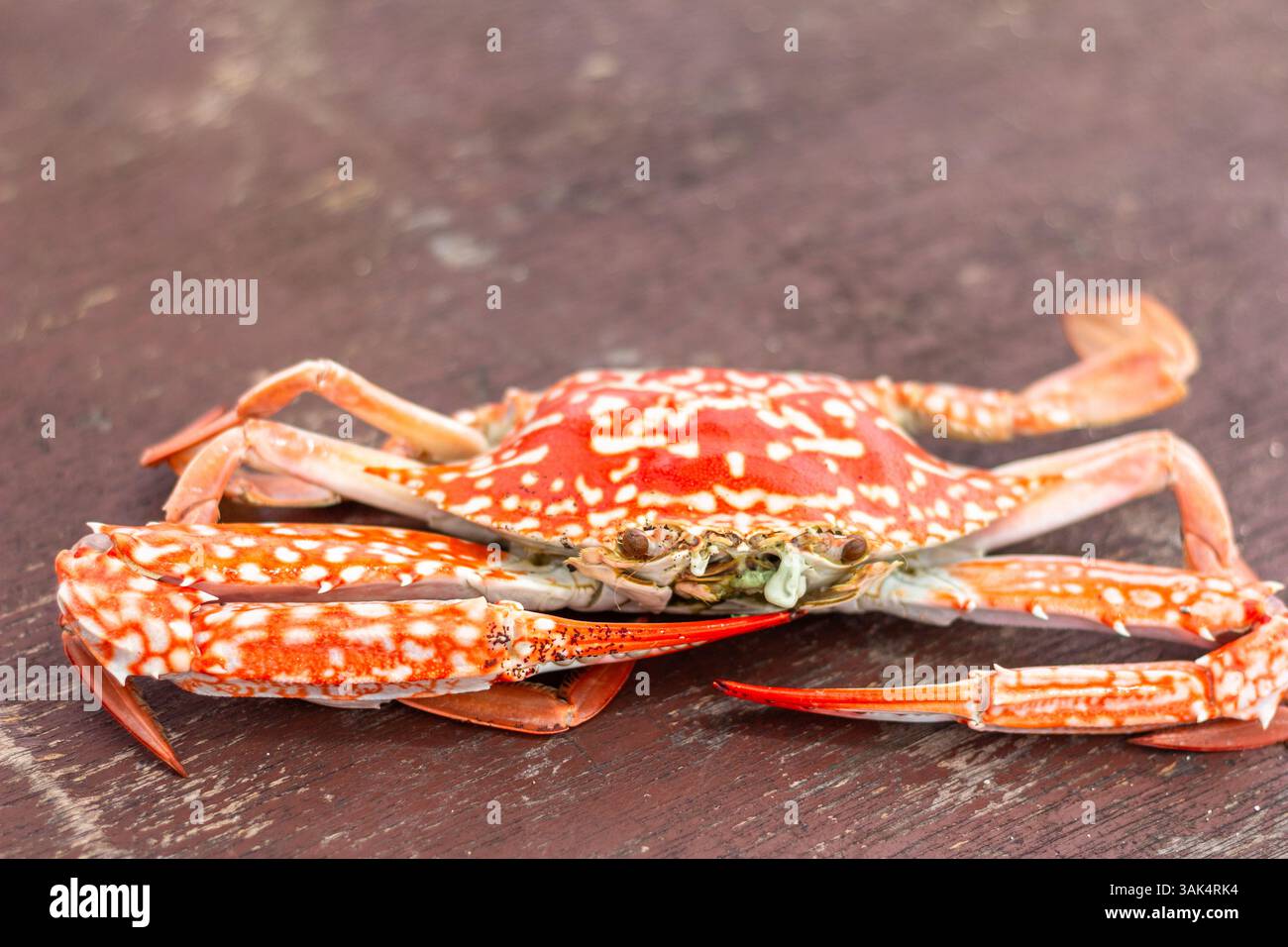Frisch gekochte rote Krabben serviert auf einem Tisch in Isla Gigantes, Iloilo, Philippinen, bekannt für seine reichen Meeresfrüchte und kulinarische Tradition der Insel Stockfoto