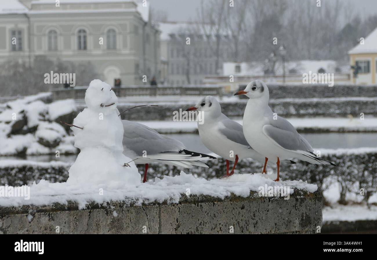 Möwen sitzen Auge in Auge mit einem Schneemann oder einer Schneemännerin auf einer kleinen Mauer vor dem Münchner Schloss Nymphenburger. Stockfoto