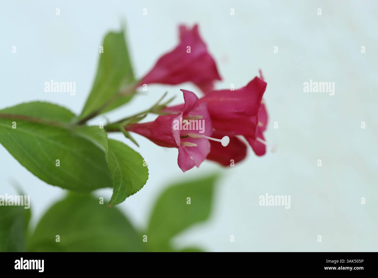 Altmodisches weigela (Weigela florida) Stockfoto
