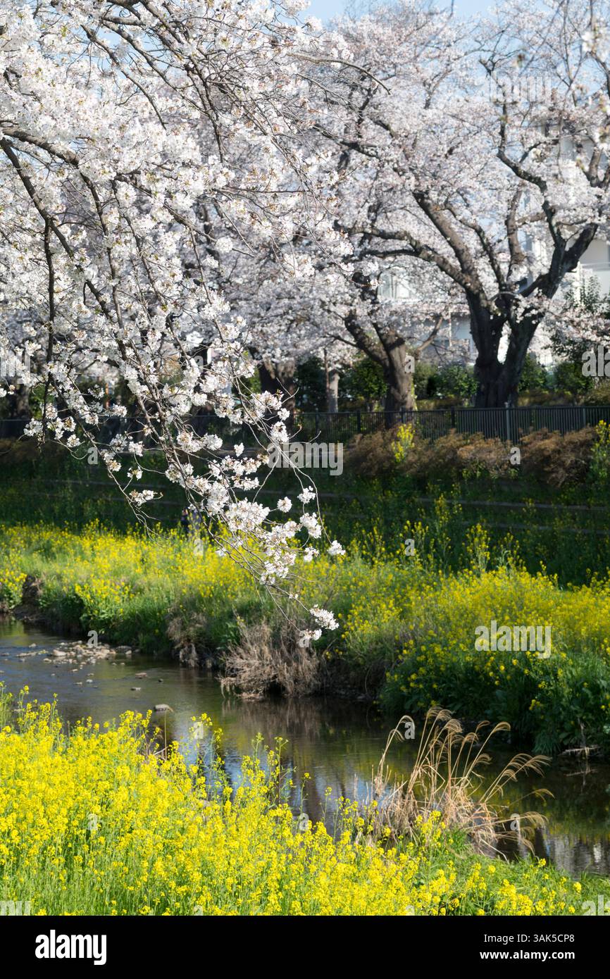 Kirschblüten am Ufer des Flusses Noh, Chofu, Japan Stockfoto