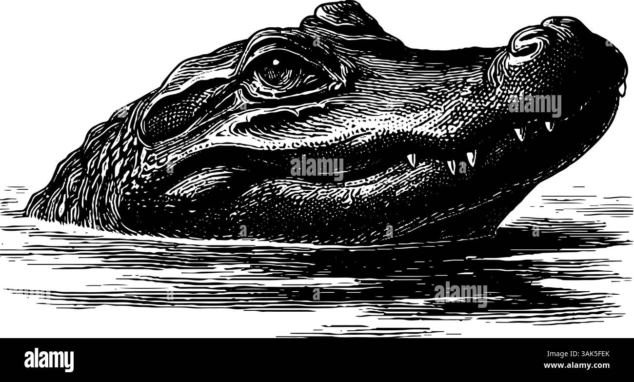 Gravierte Illustration eines Krokodils, das über der Wasseroberfläche schaut, für die Gestaltung von Naturkunst. Stock Vektor