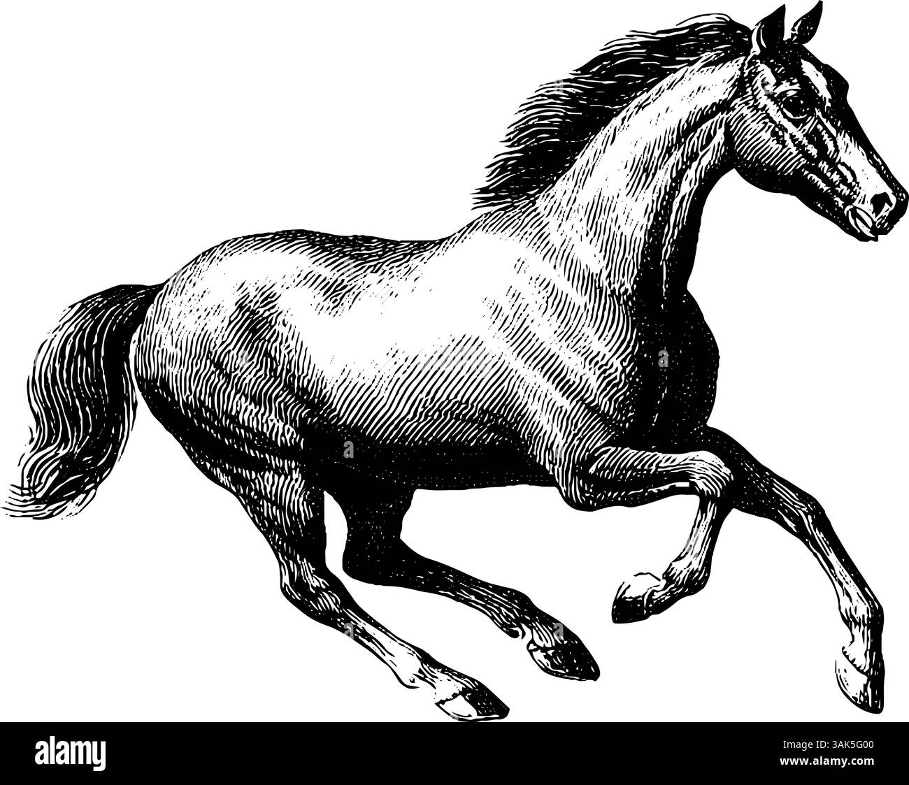 Gravierte Kolibri-Illustration in der Mitte des Fluges mit detaillierten Flügeln. Stock Vektor